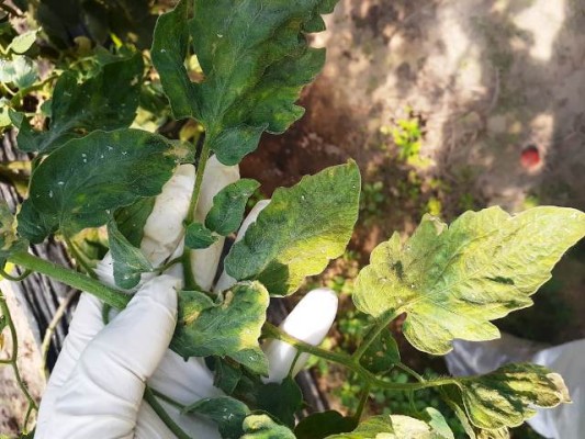 Detectaron virus rugoso del tomate en el departamento Federación