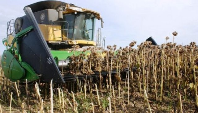 En Entre Ríos ya está en marcha la cosecha de girasol