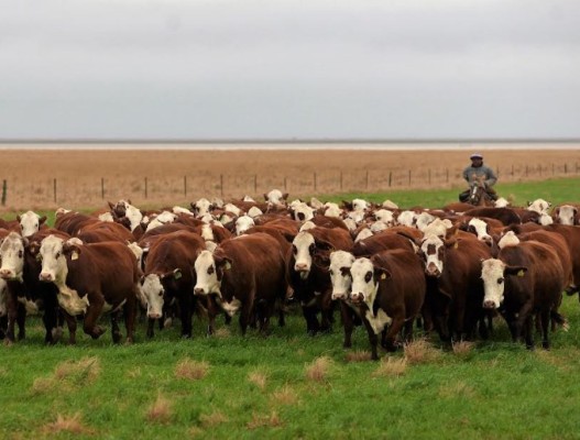 Jornada a campo del Ipcva en Corrientes: Carne del NEA al mundo