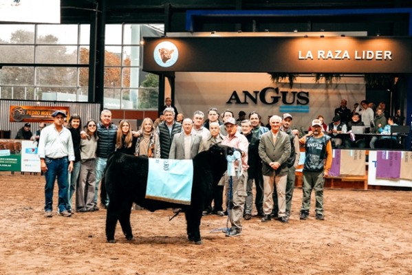 Los mejores terneros le dieron brillo a la 81ª Expo Angus de Otoño