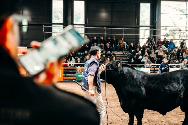 La 81ª Expo Angus de Otoño mostró el crecimiento de la traza en el país