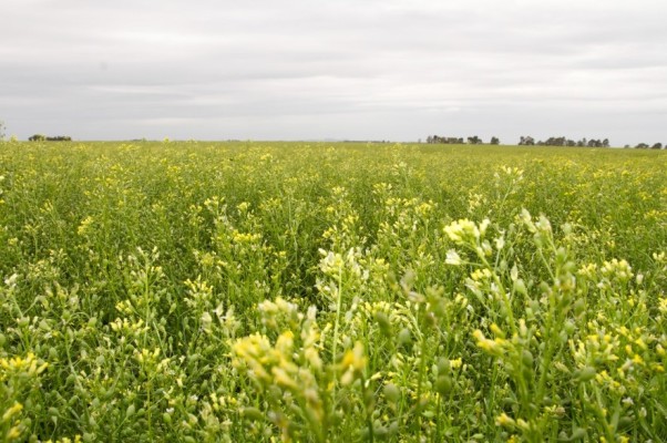 Puentes verdes con camelina, la oportunidad de los biofuels