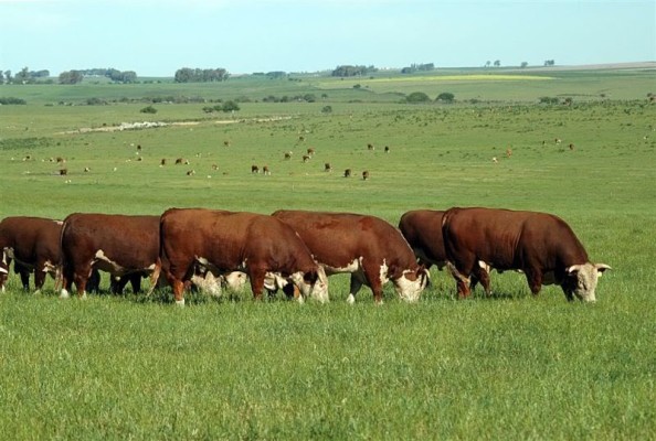 El stock bovino entrerriano se redujo el 6,59%