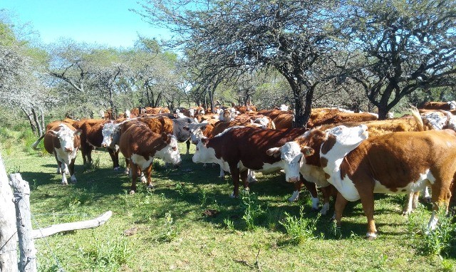 Mantener los bosques nativos