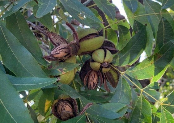 Mejorar la calidad, el gran desafío de los pecaneros