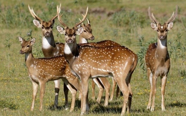 Piden una ley que declare plaga a los animales exóticos que se multiplican en Entre Ríos