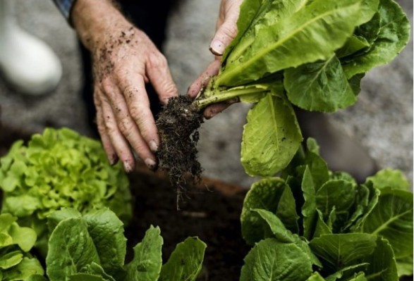 Califican de crítica la situación de los agricultores familiares entrerrianos