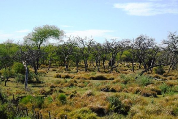 Invierten 180 millones de pesos en protección de bosques nativos